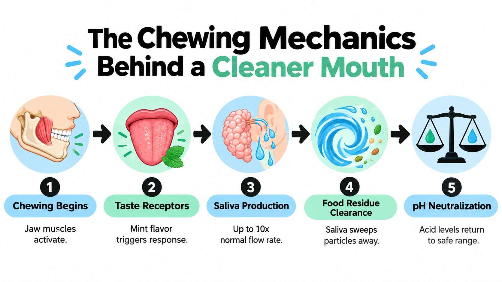 A five-step infographic illustrating how chewing mint gum helps clean the mouth and balance pH levels.