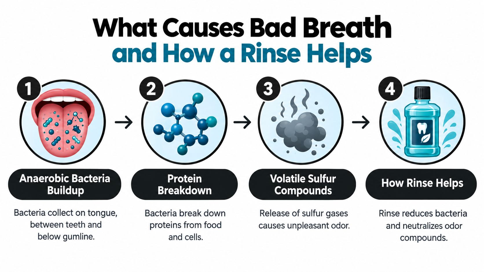 An infographic showing the four-step process of how bacteria cause bad breath and how oral rinse helps.