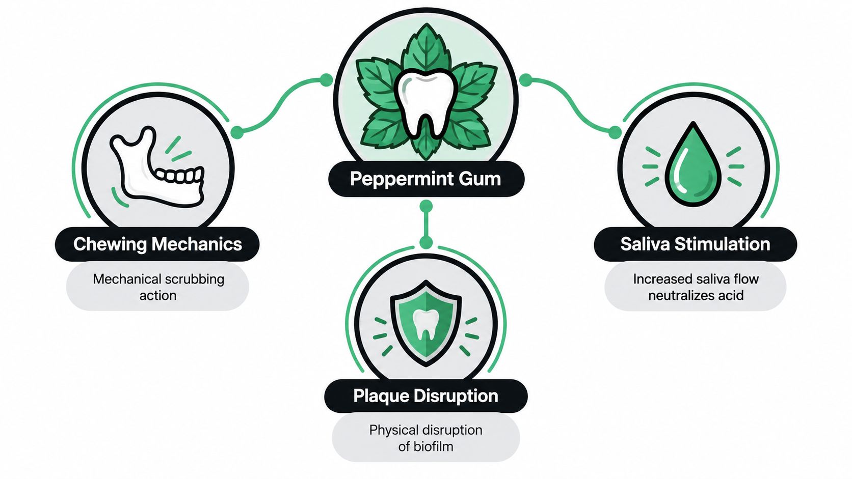 A diagram illustrating how chewing peppermint gum provides mechanical scrubbing, saliva stimulation, and plaque disruption benefits.