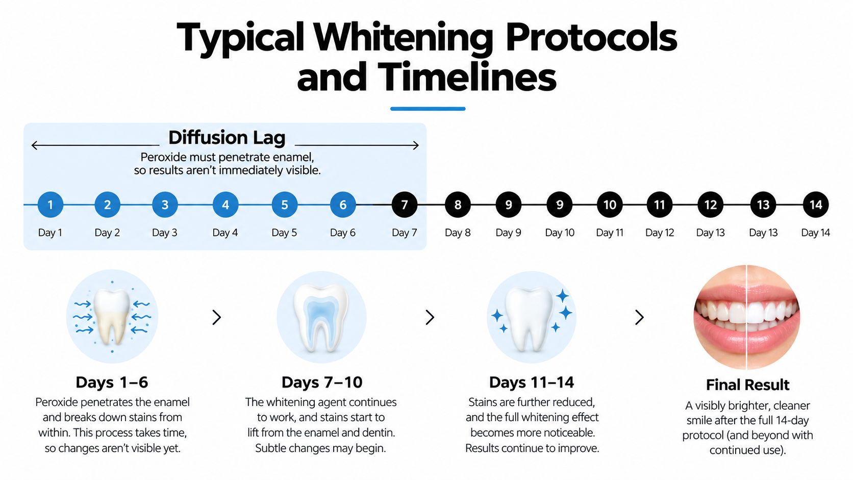 A 14-day timeline infographic illustrating the step-by-step process of how teeth whitening products penetrate enamel and remove stains.