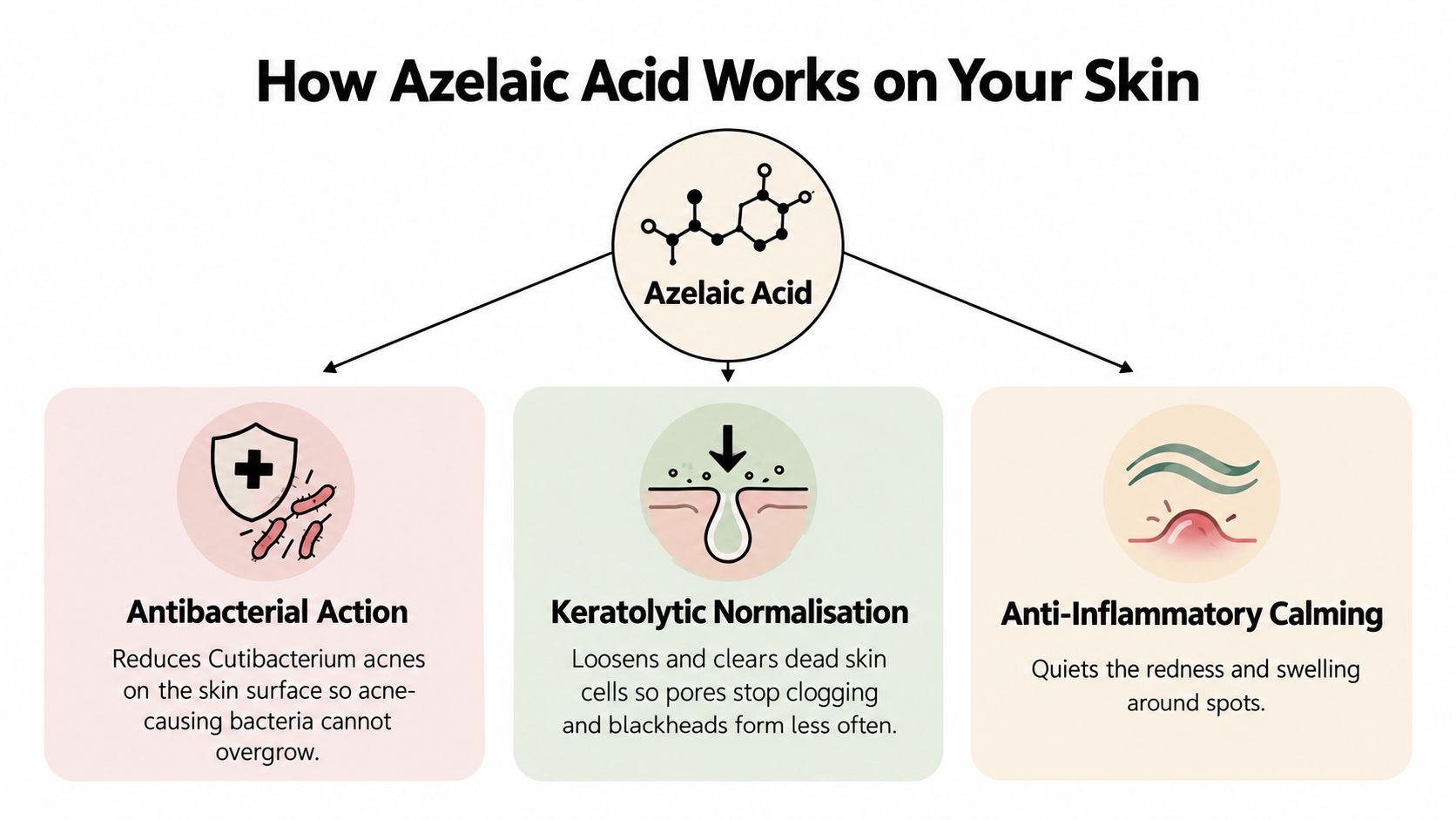 An educational diagram explaining how azelaic acid treats acne through antibacterial, keratolytic, and anti-inflammatory mechanisms on skin.
