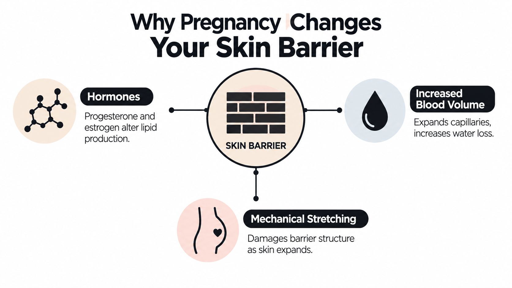 A diagram explaining three main reasons why pregnancy affects the skin barrier including hormones, blood volume, and stretching.