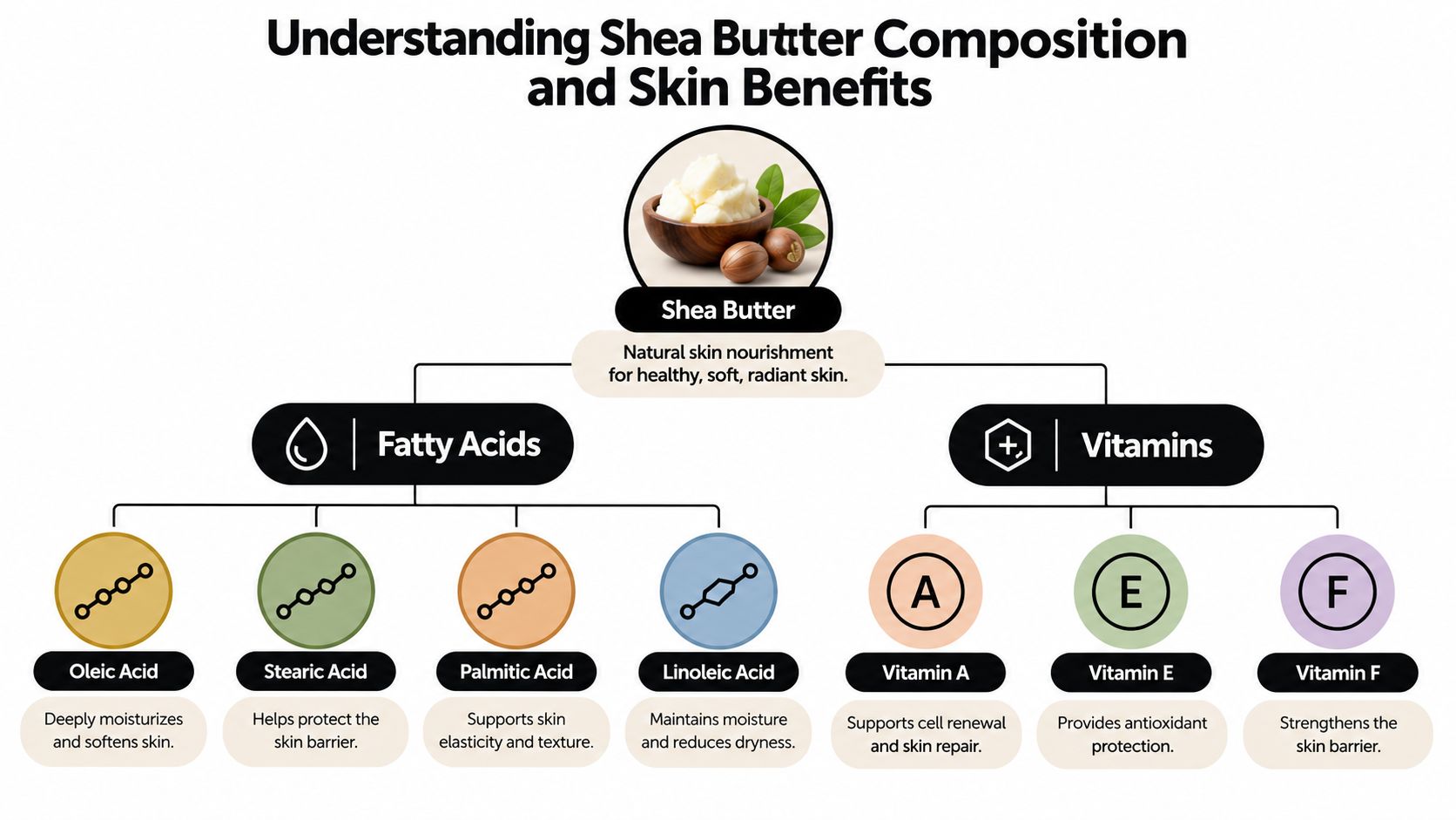 An infographic titled Understanding Shea Butter Composition and Skin Benefits, detailing its fatty acids and vitamins.