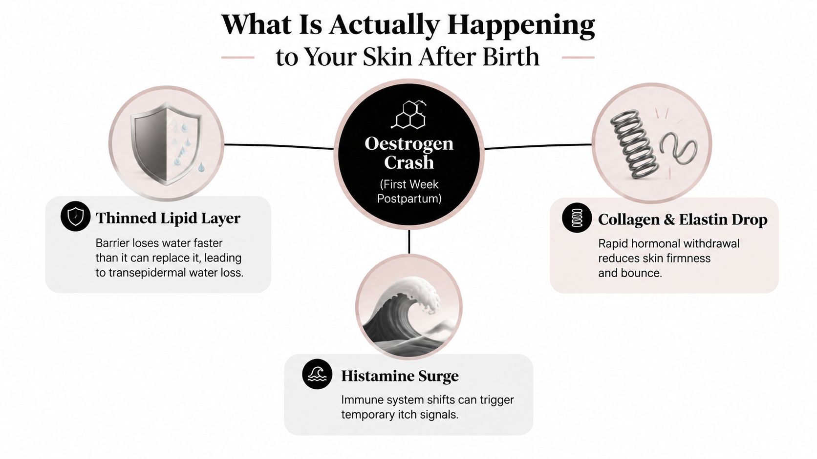 An infographic showing how postpartum estrogen changes cause skin issues like lipid loss, collagen reduction, and histamine surges.