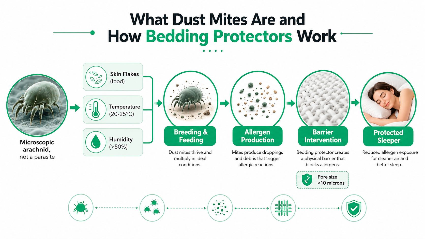 A diagram explaining how dust mites thrive and how bedding protectors help reduce allergic reactions for sleepers.