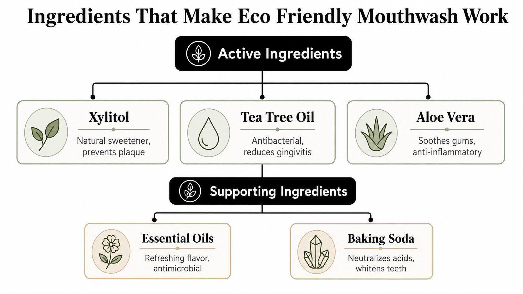 A diagram illustrating the active and supporting natural ingredients used in eco-friendly mouthwash formulations.