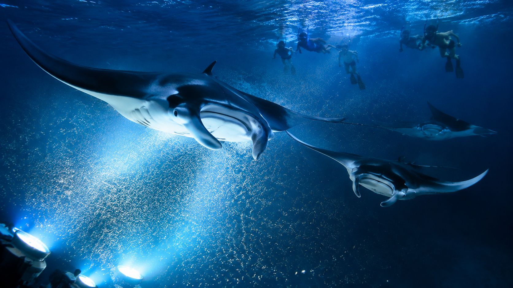 Multiple manta rays swimming under water with divers using flashlights during a night snorkeling tour.