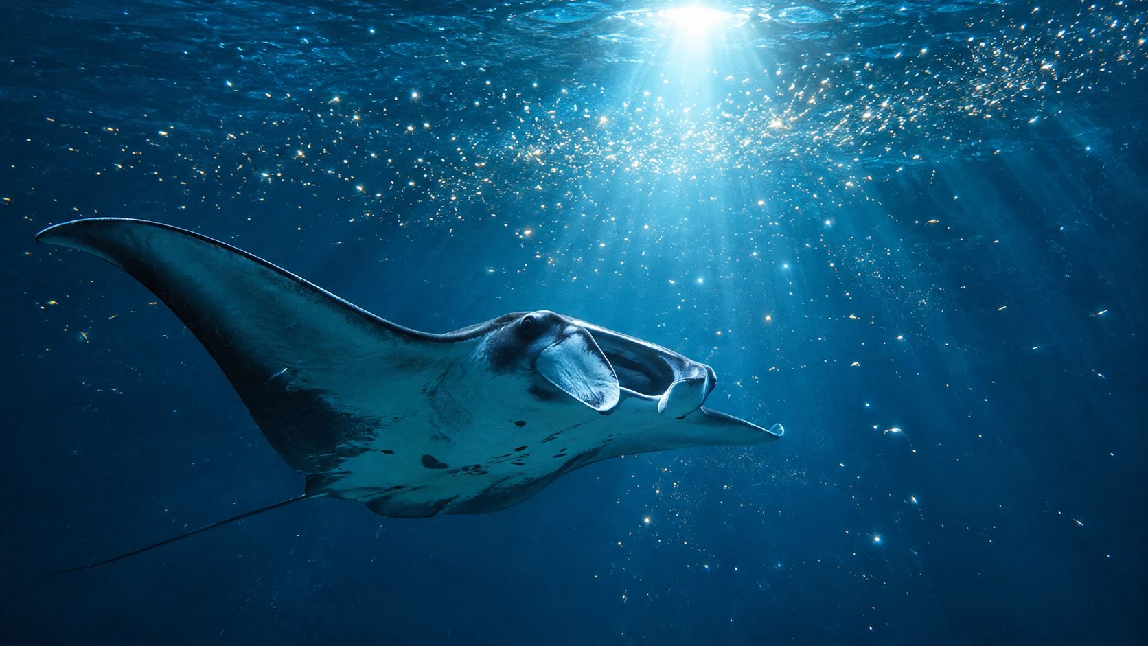 A majestic manta ray swimming gracefully underwater in the deep blue ocean with sunbeams shining above.