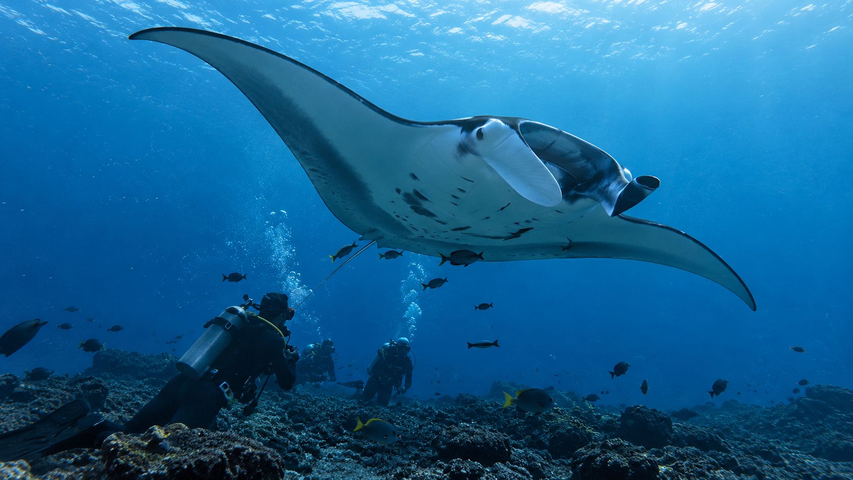 Scuba divers swimming near a large majestic manta ray over a coral reef in blue ocean waters.