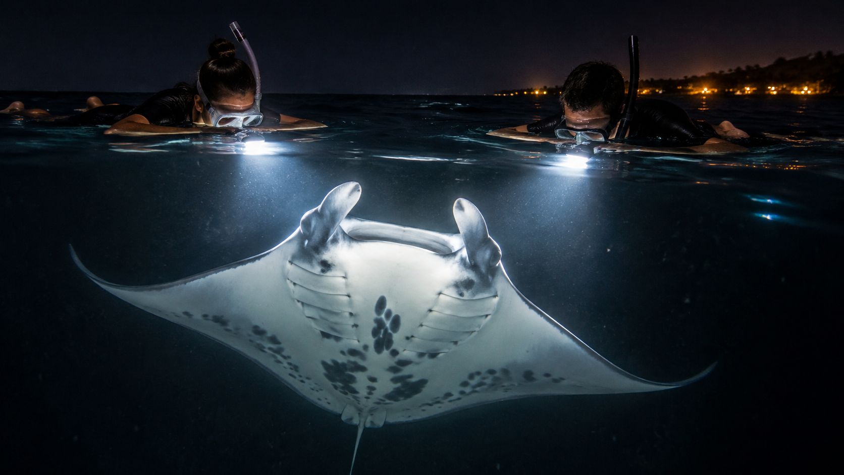 Two snorkelers with flashlights swimming at night near a large manta ray in the ocean.