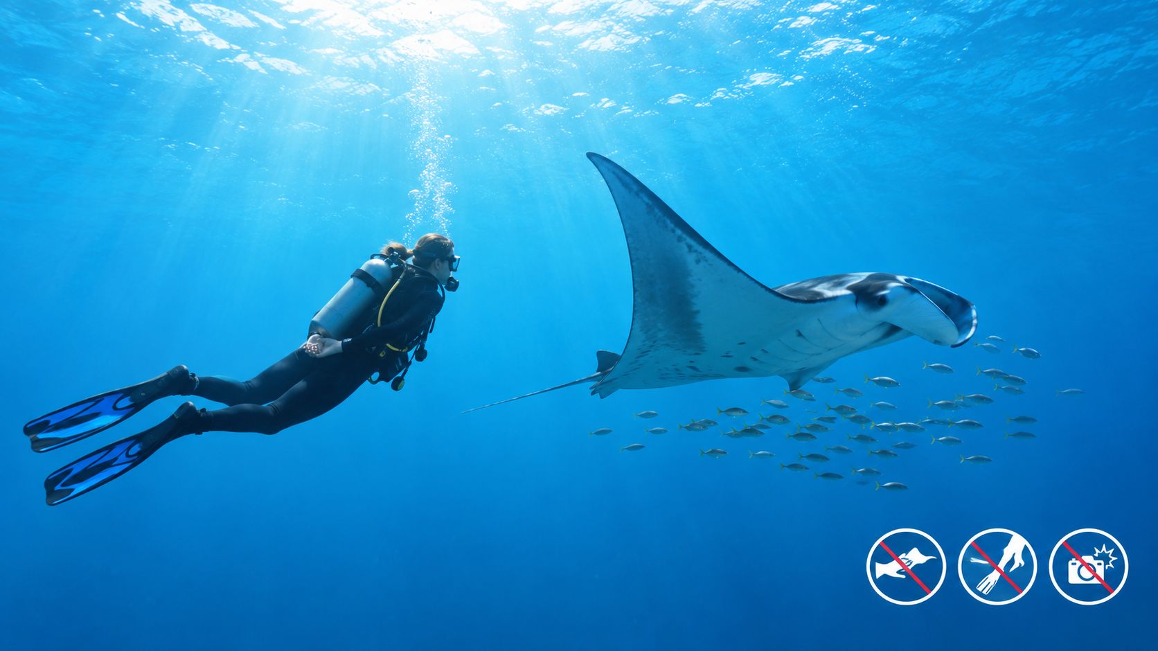 A scuba diver swims underwater alongside a giant manta ray in the clear blue ocean.