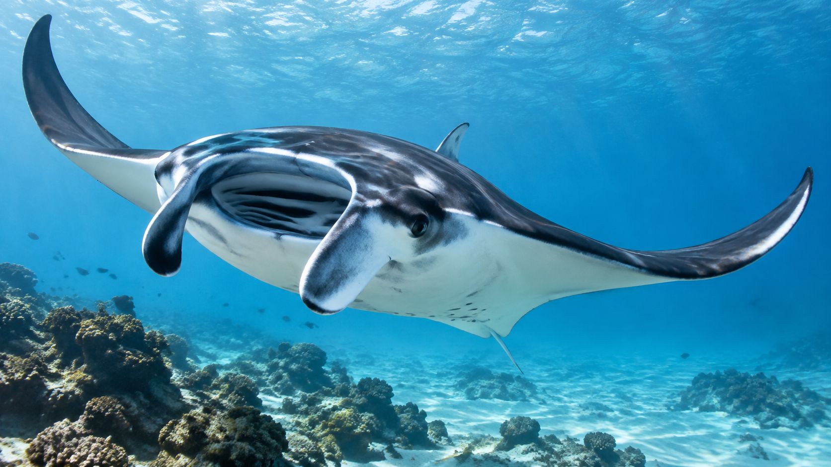 A majestic manta ray swimming gracefully over a colorful coral reef in the clear blue ocean.