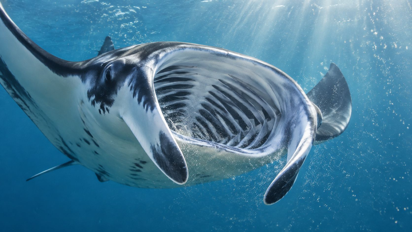 A majestic giant manta ray swimming with its mouth wide open filter feeding in deep blue water