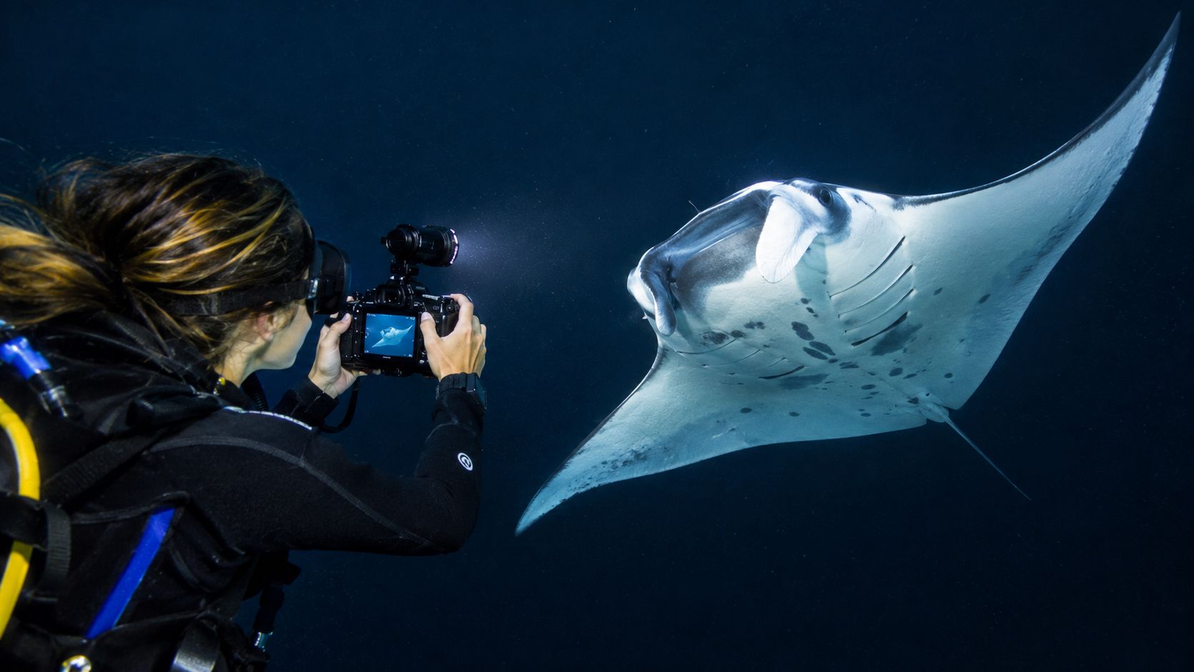 A scuba diver taking a picture of a large manta ray while night snorkeling in the ocean.