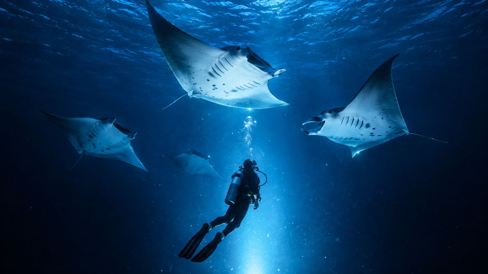 A scuba diver swimming in the deep blue ocean surrounded by four large majestic manta rays.