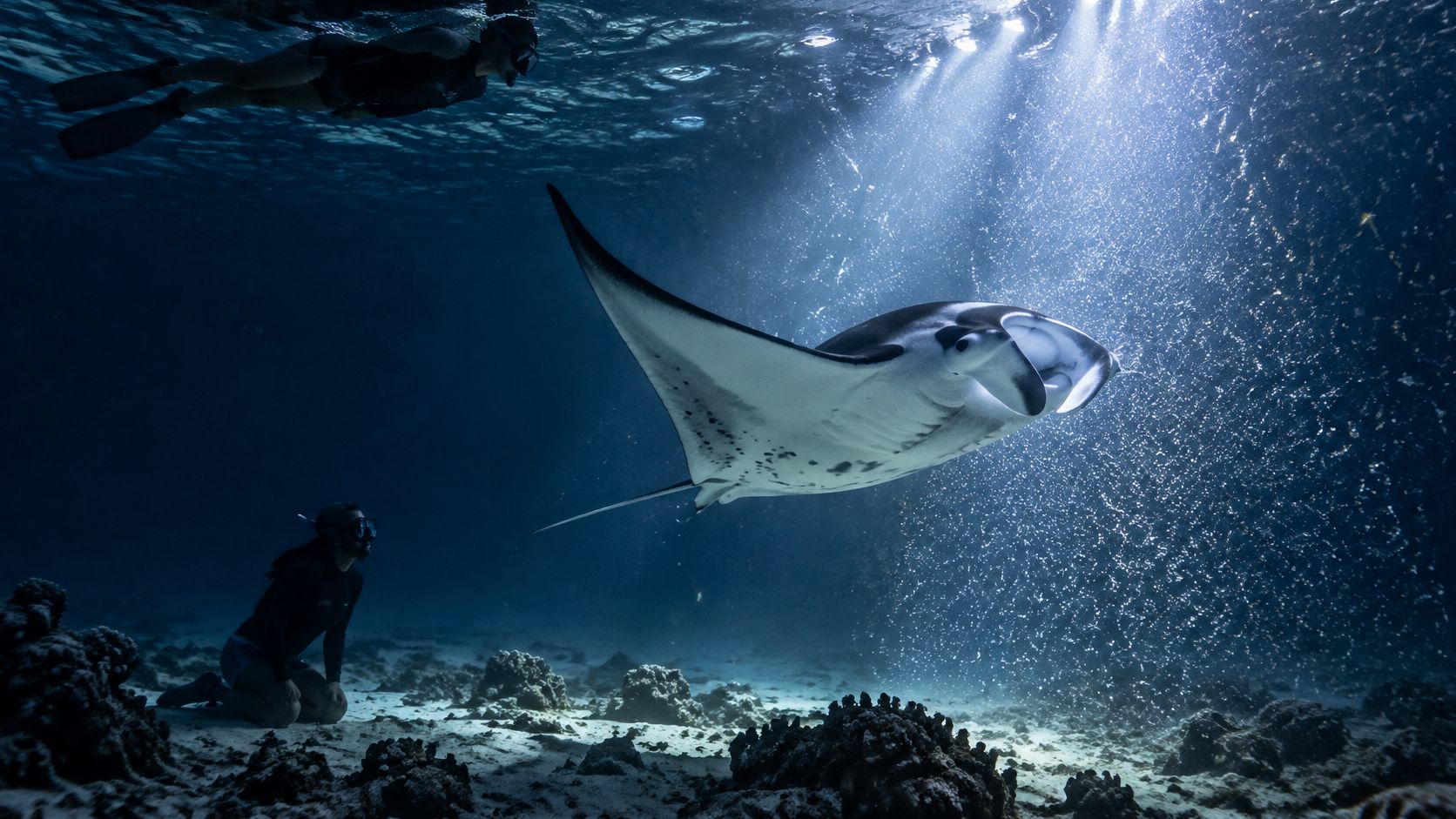A manta ray swims gracefully in the deep blue ocean near a diver and the sea floor.