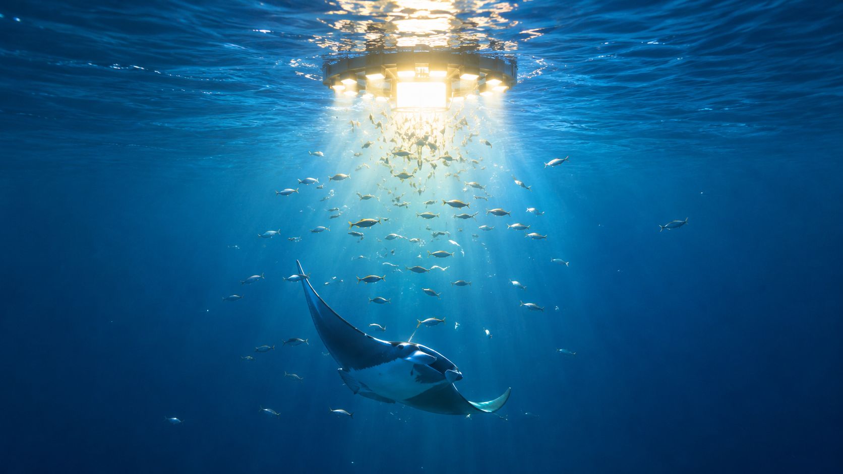 A majestic manta ray swimming deep underwater beneath a bright circular light rig during a night dive.
