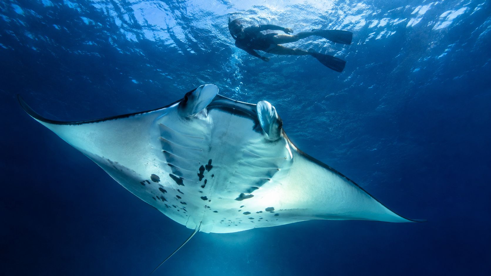 A person snorkeling near a large manta ray gliding through the deep blue ocean waters.