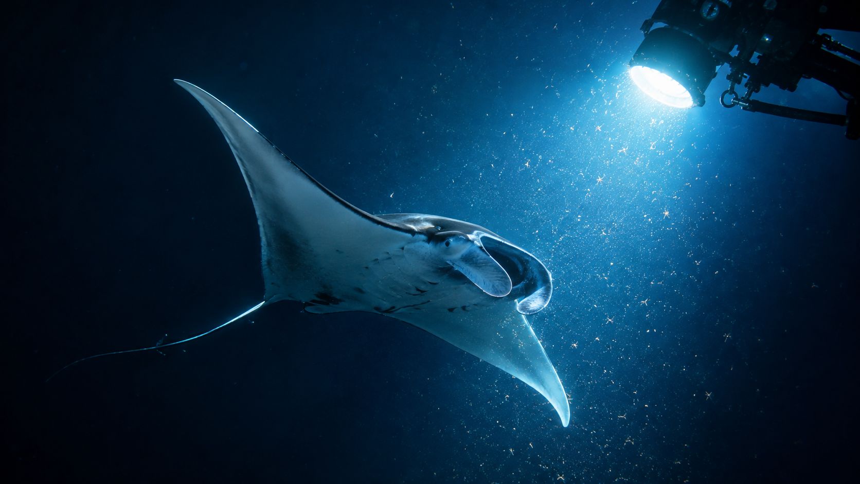 A majestic manta ray swimming gracefully underwater illuminated by a bright professional diver light in the dark ocean.