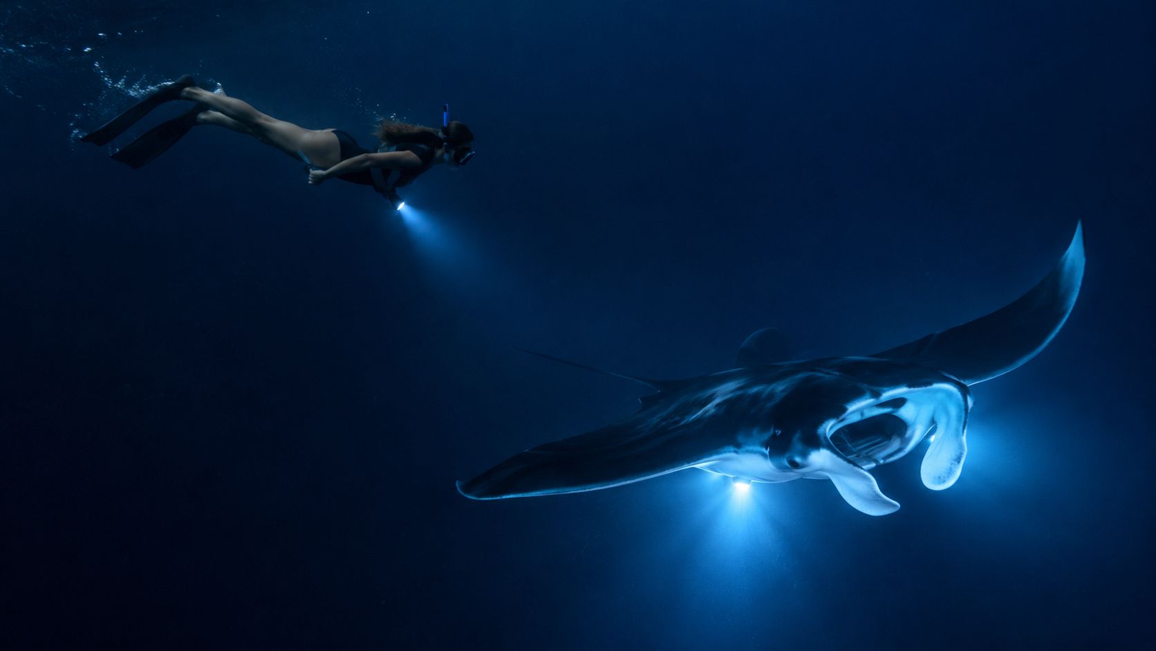 A snorkeler holding a bright light swims beside a graceful manta ray in the deep blue ocean.