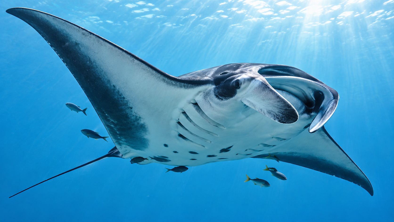A majestic manta ray swimming gracefully through clear blue ocean waters surrounded by small colorful reef fish.