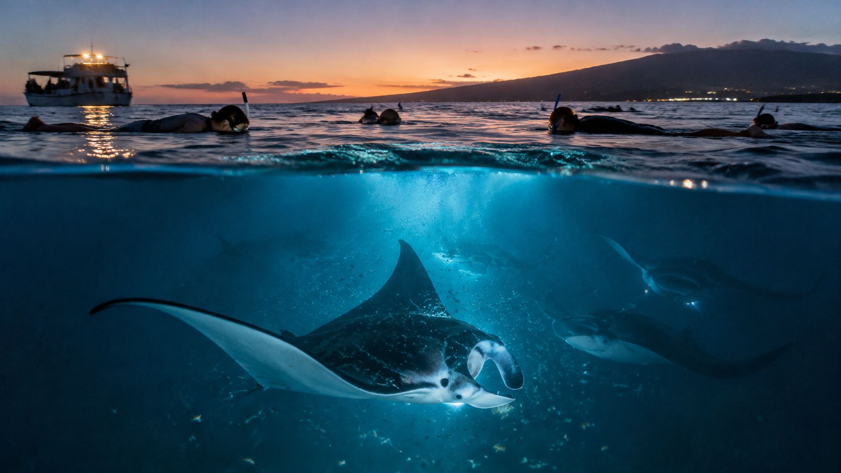 Snorkelers observing manta rays swimming underwater in the ocean at sunset near a boat.