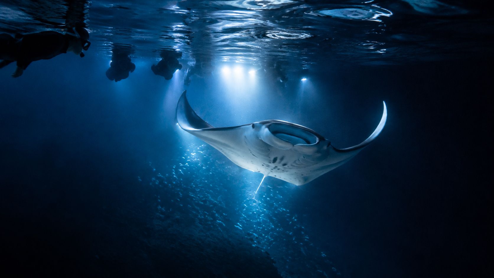A majestic manta ray swimming gracefully underwater beneath snorkelers in the deep blue Hawaiian ocean at night.