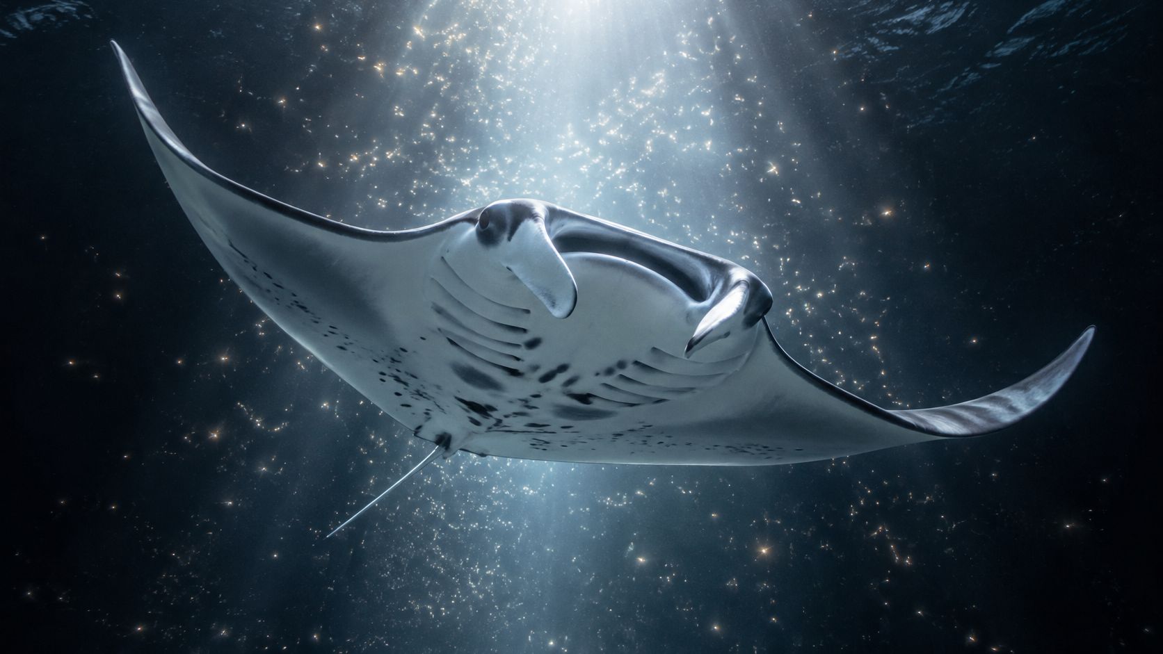 A majestic manta ray swimming gracefully through dark, sunlit ocean waters filled with tiny glowing particles.