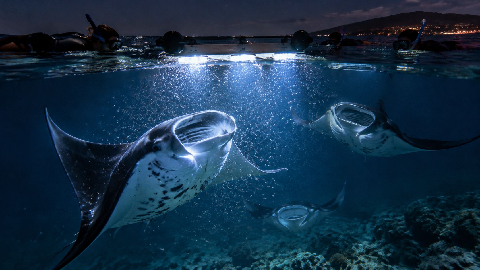 Snorkelers observing manta rays feeding near the surface in the dark waters of the Big Island.