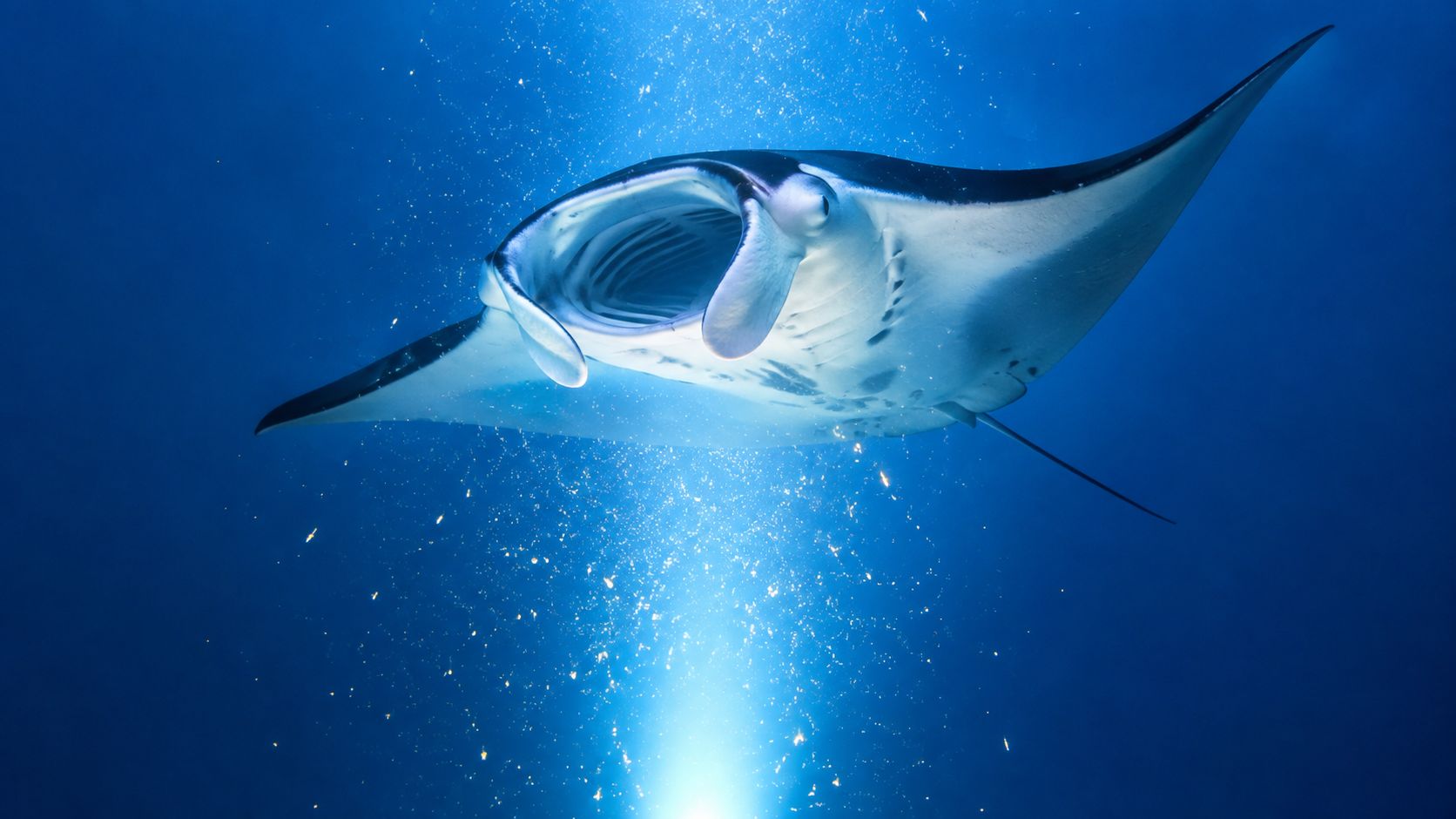 A majestic manta ray swimming through the deep blue ocean with its mouth wide open for feeding.