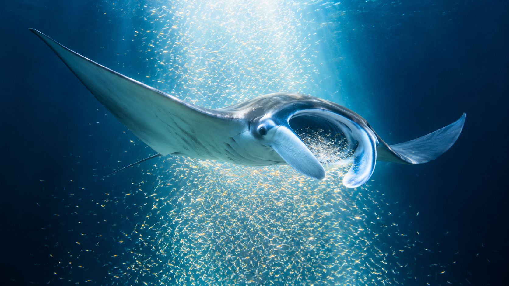 A majestic manta ray swims through sparkling water filled with tiny, glowing plankton under bright sunlight