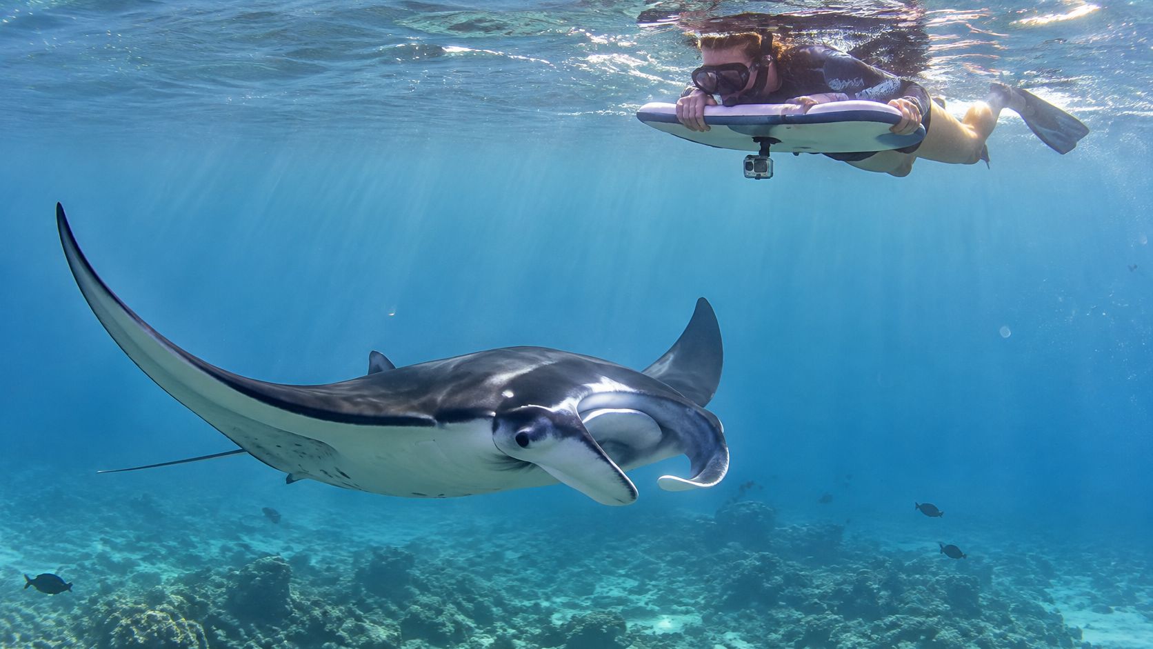 A snorkeler swims near a graceful manta ray in clear blue ocean water over a coral reef.