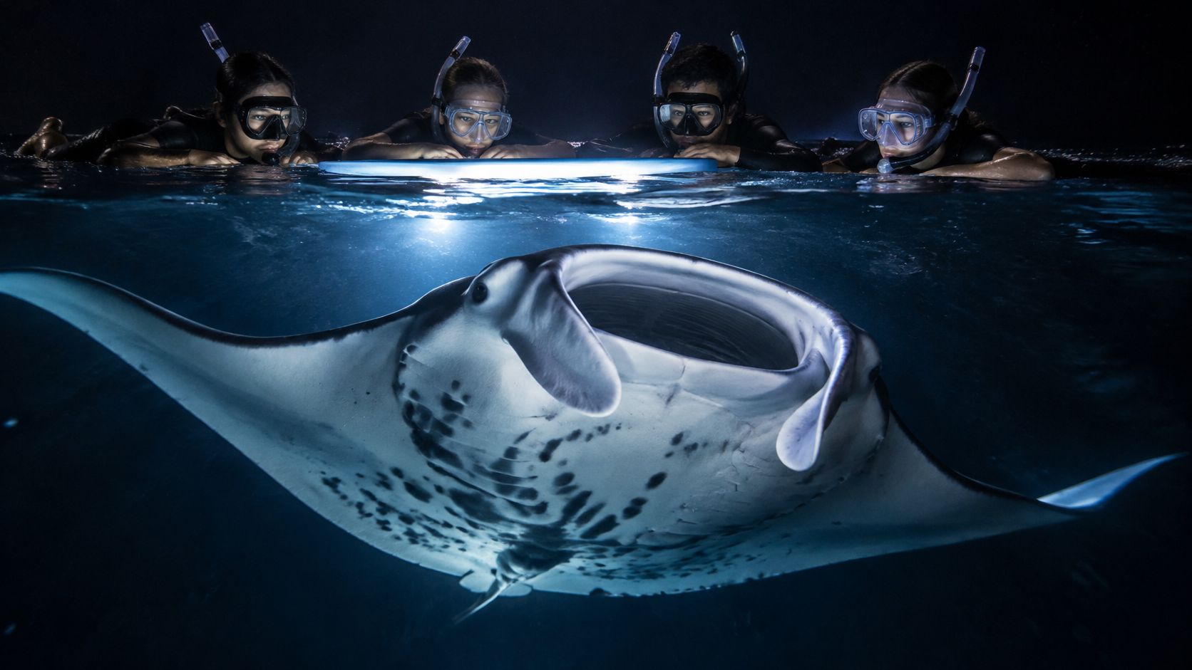 A group of snorkelers observing a large manta ray swimming directly beneath them at night.