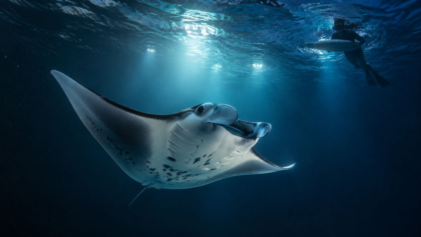 A diver swims near a large manta ray gliding through clear, deep blue tropical ocean water.