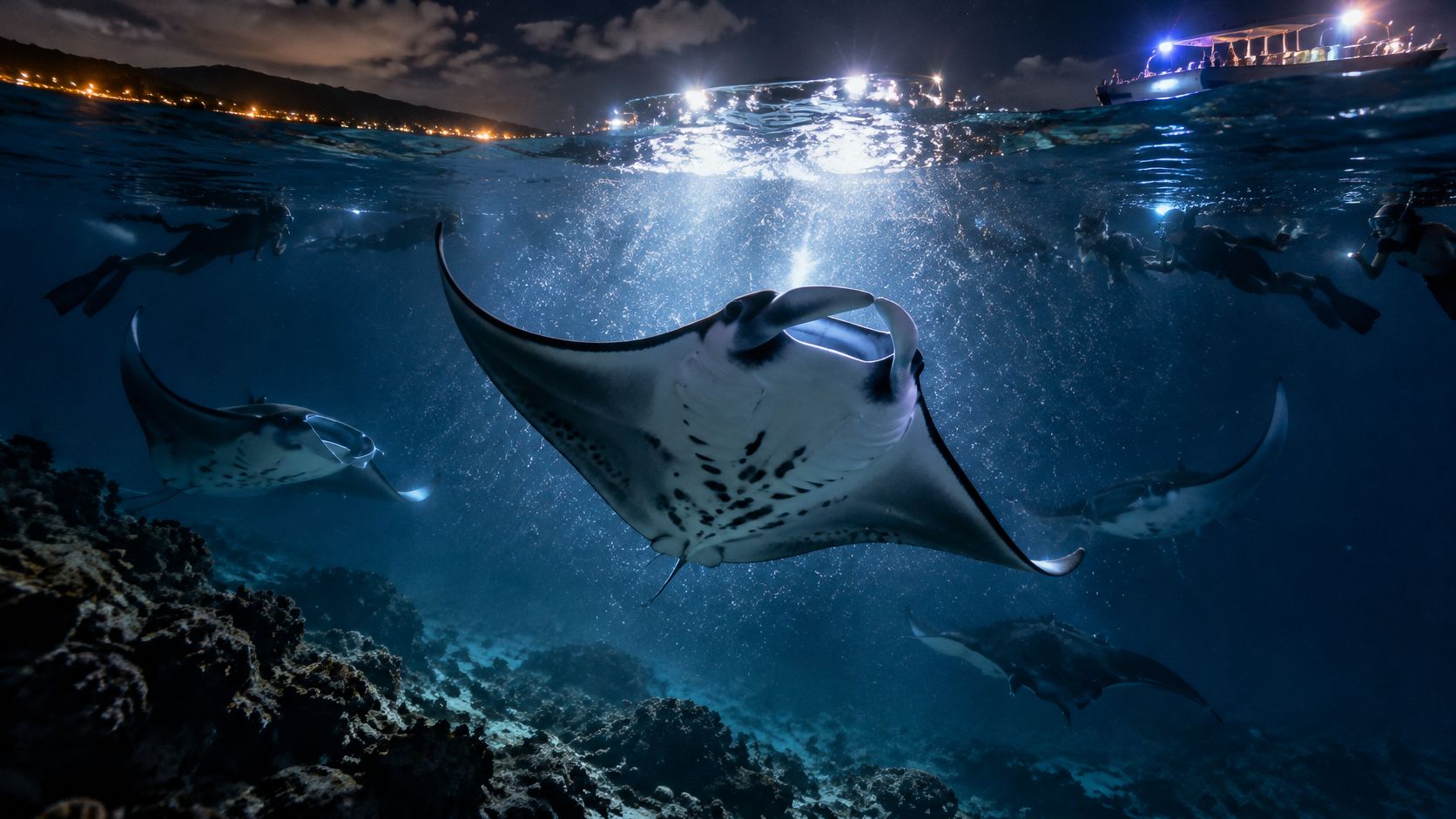 Several manta rays swim gracefully beneath snorkelers at night near a boat off the Big Island coast.