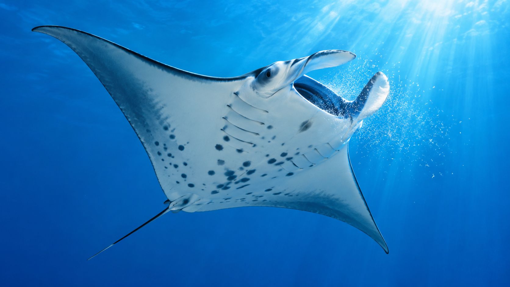 A majestic manta ray swimming gracefully in deep blue ocean waters with sun rays filtering through.