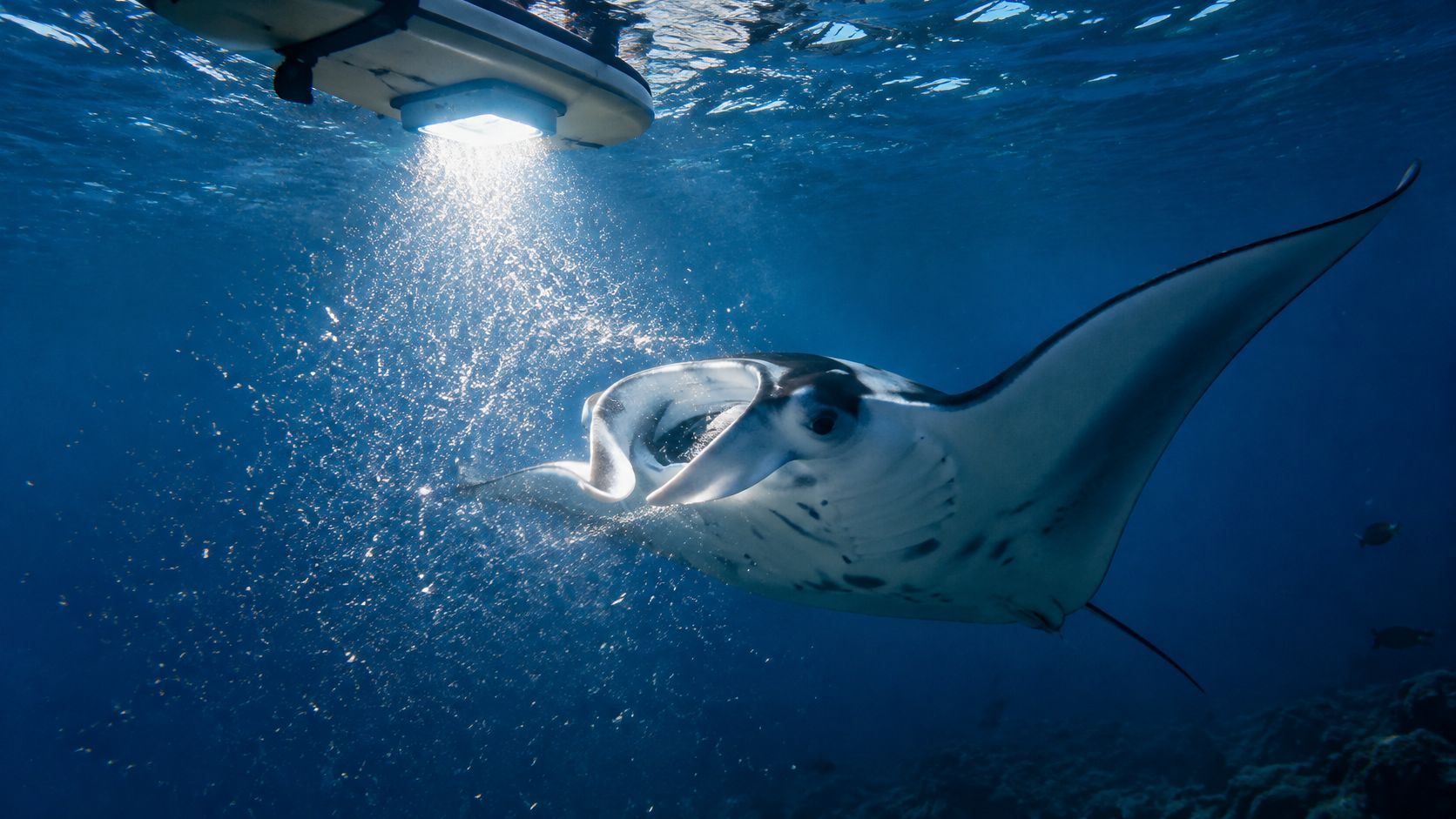 A majestic manta ray swimming gracefully beneath a bright underwater light during a dark night dive.