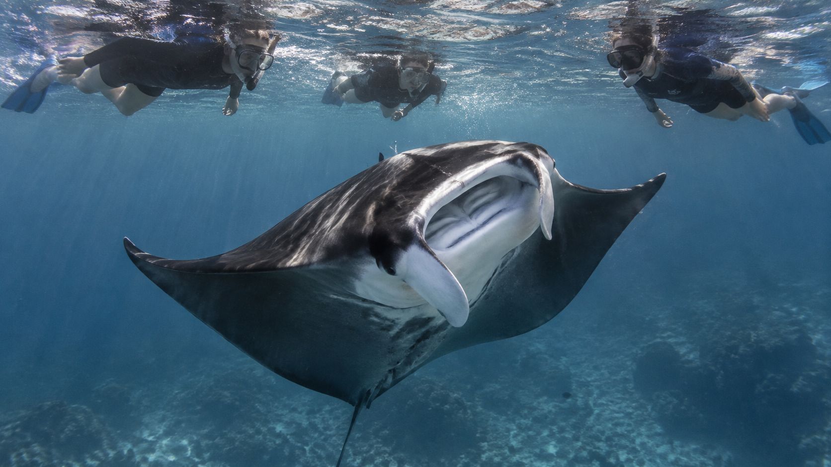 Snorkelers swimming underwater alongside a large manta ray in the clear ocean off the coast.