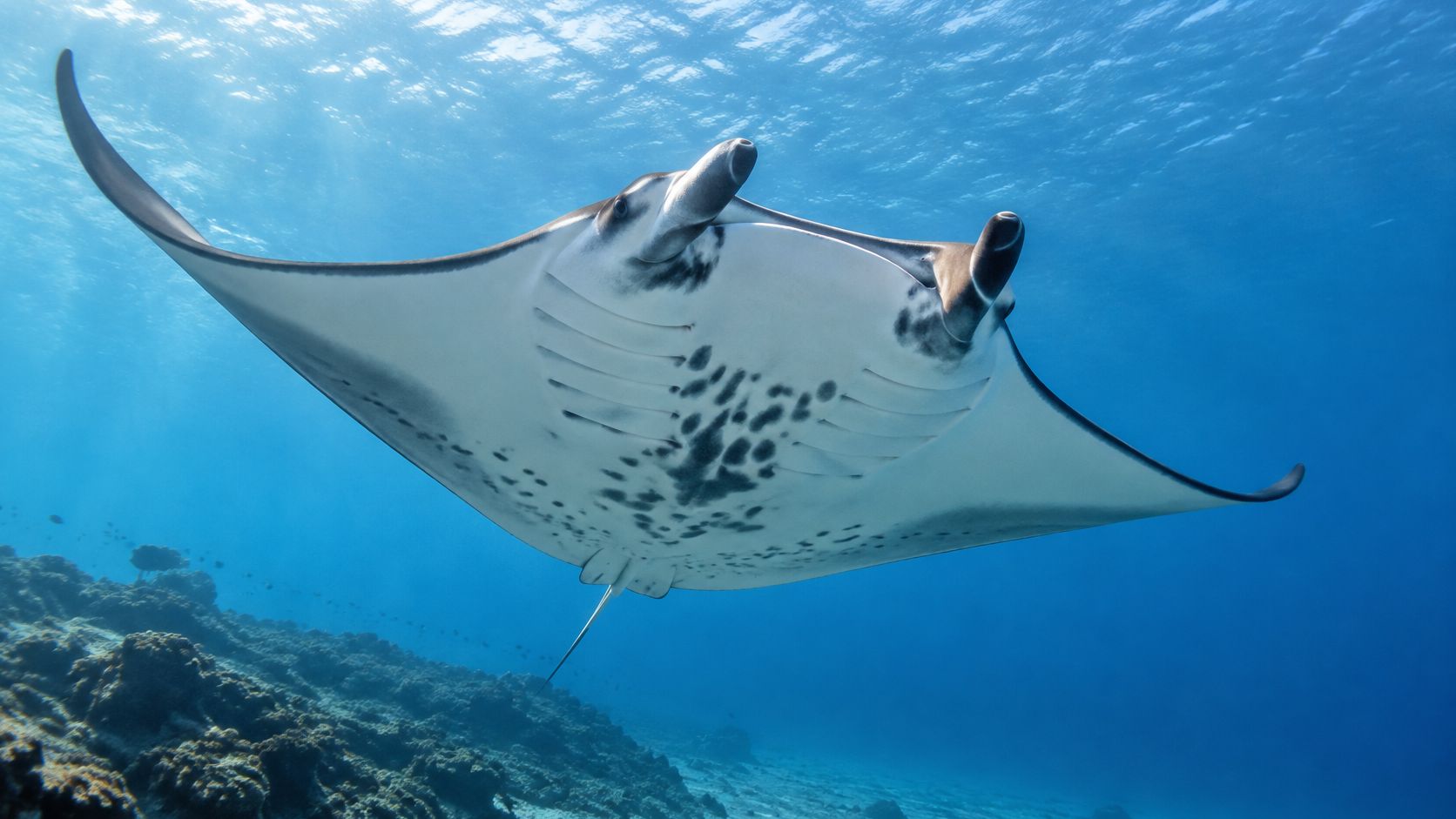 A majestic manta ray swimming gracefully through clear blue tropical ocean water above a coral reef.