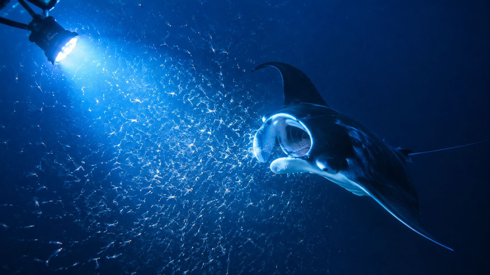 A manta ray feeds on plankton illuminated by a bright underwater light in the dark ocean.