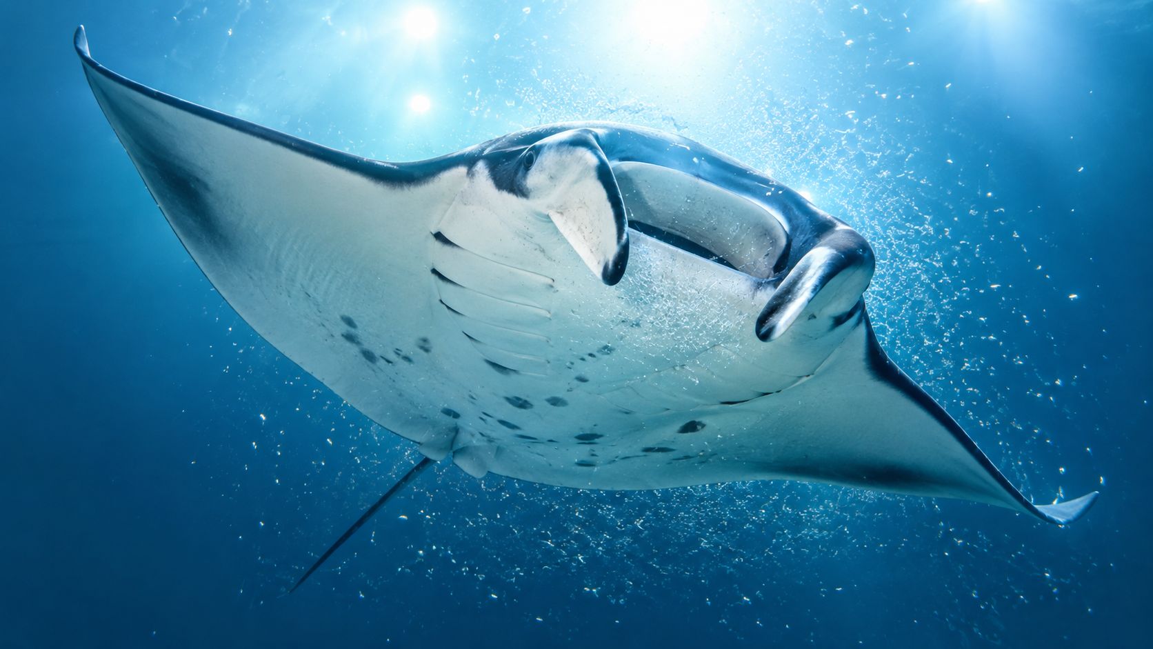 A majestic manta ray swimming underwater during a night dive near Kailua Kona, illuminated by lights.