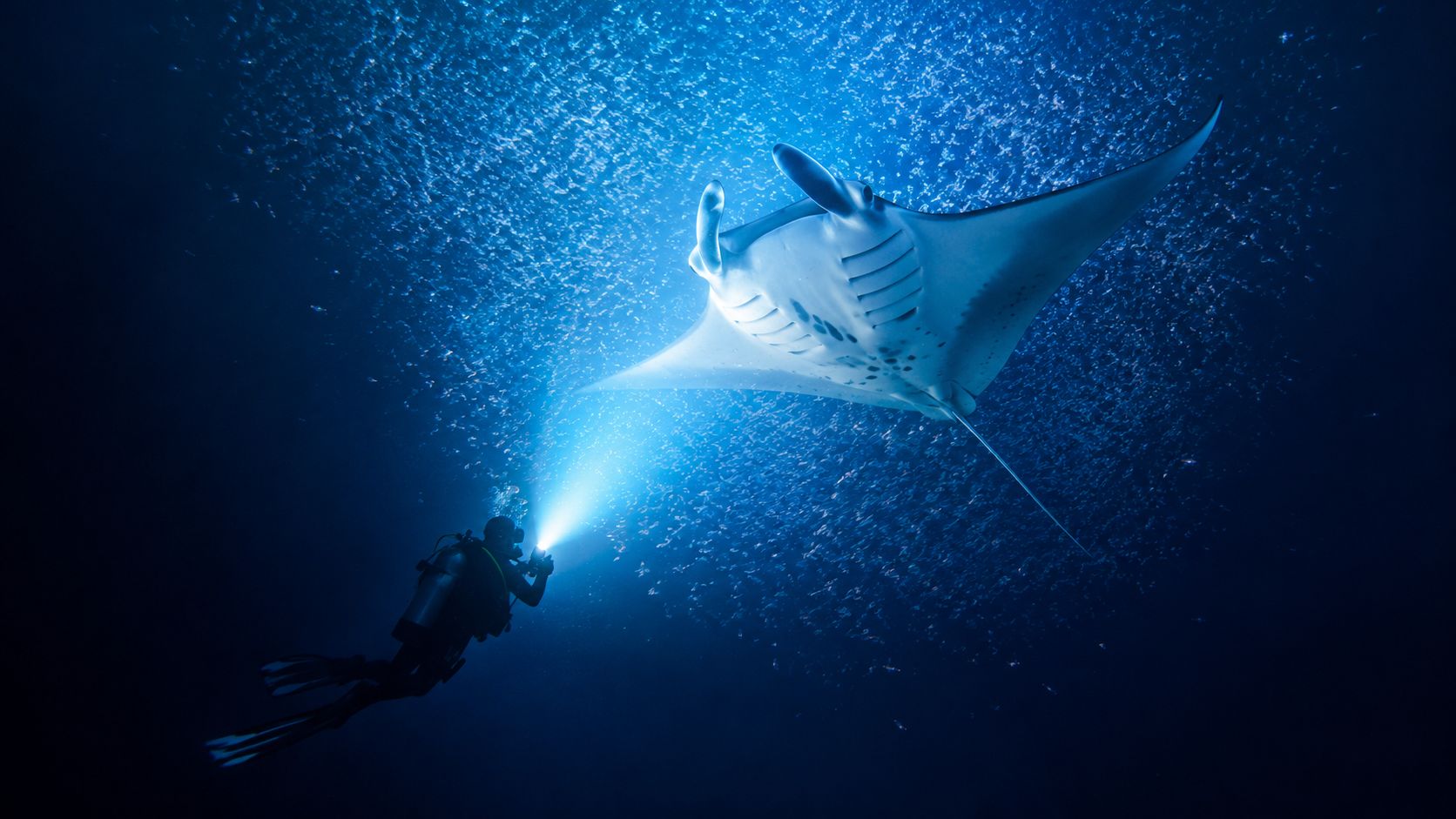 A scuba diver explores deep ocean waters at night while shining a light on a manta ray.