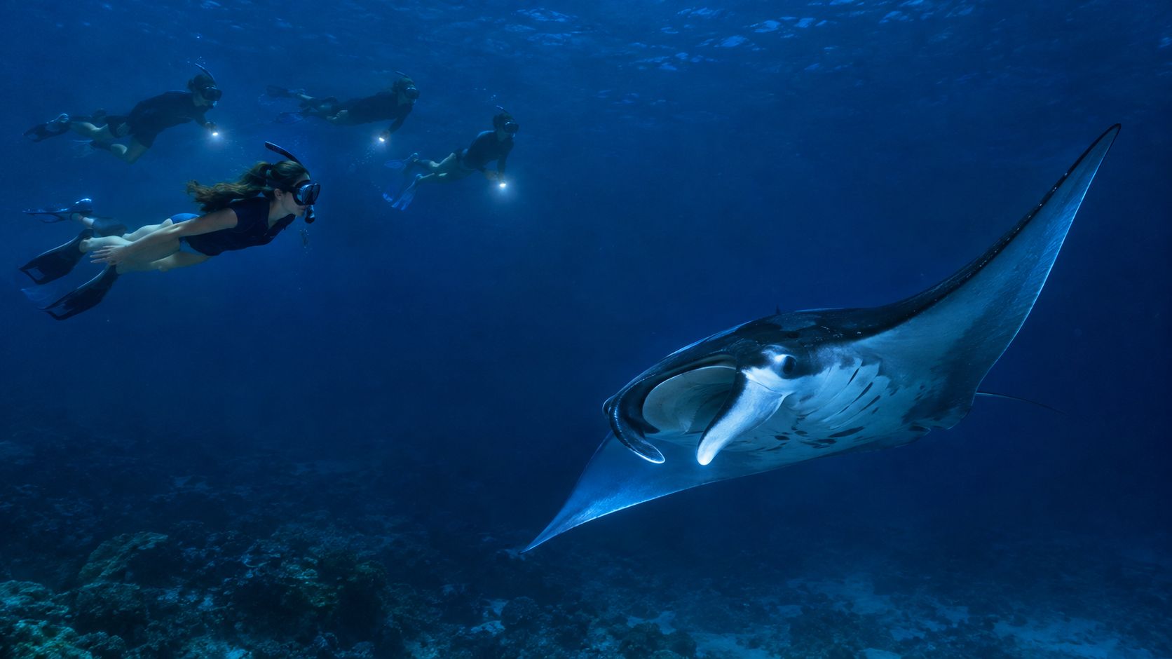 A group of people snorkeling at night with a large manta ray swimming through the ocean.
