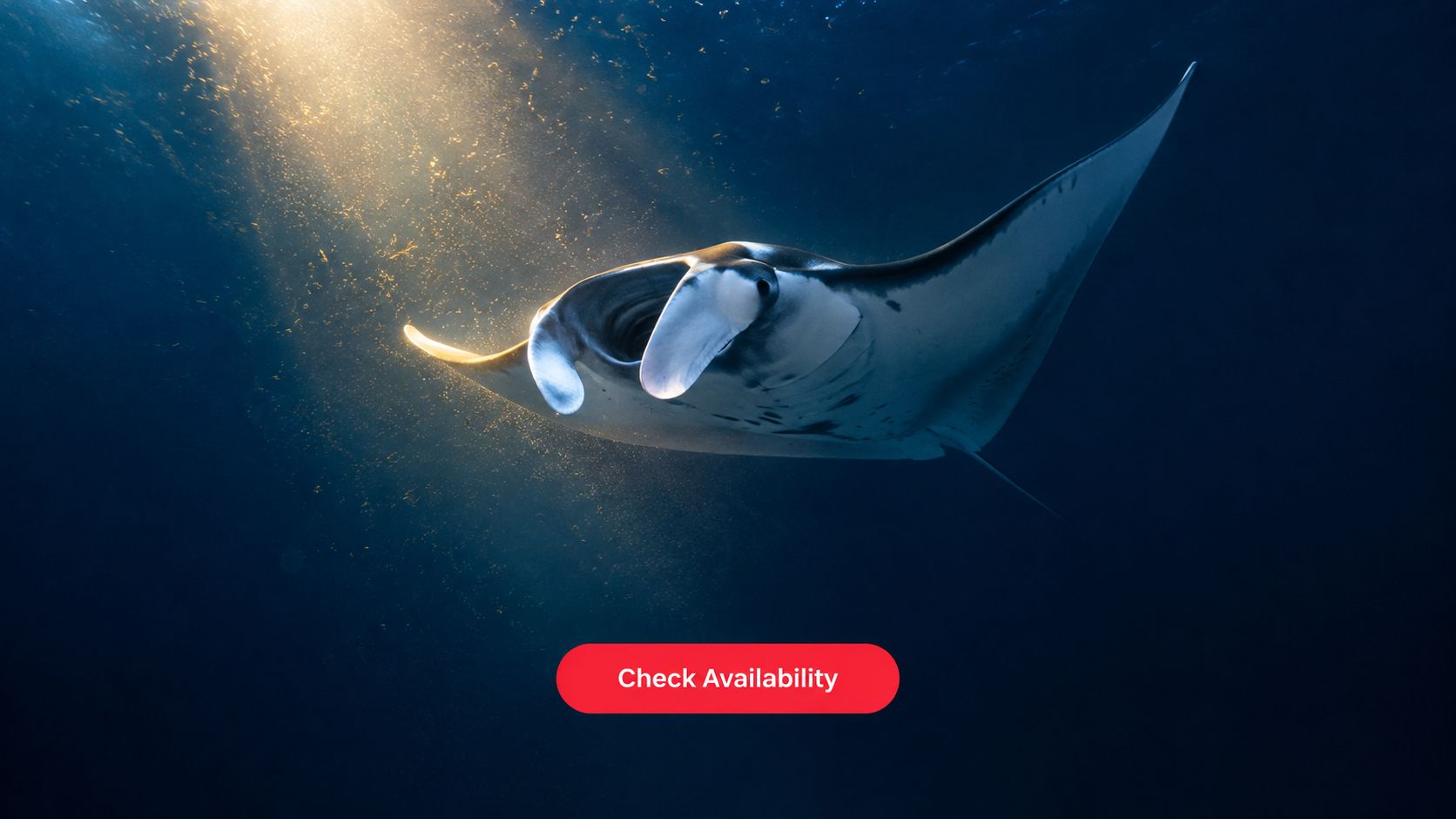 A majestic manta ray swimming through deep blue ocean waters illuminated by bright shafts of sunlight.