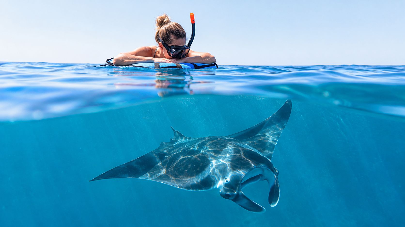 A person snorkeling on the surface watching a large manta ray swimming in clear blue ocean water.