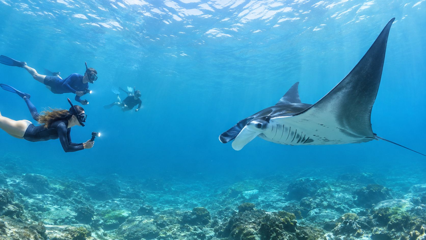 Three divers snorkeling in clear blue ocean water while observing a large manta ray swimming nearby.
