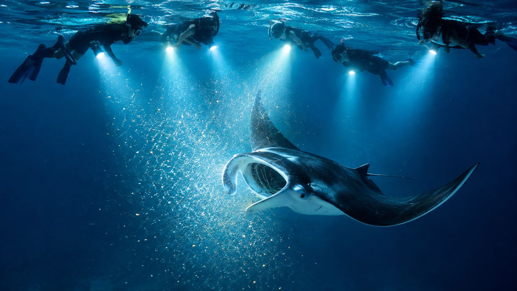 A group of snorkelers using flashlights to observe a manta ray swimming in dark ocean water.