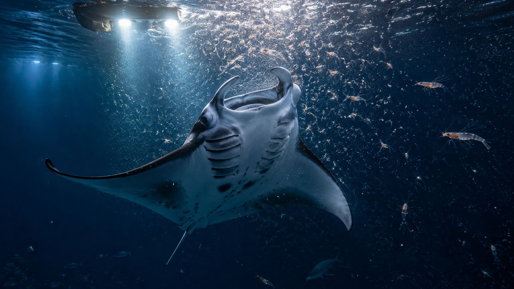 A majestic manta ray swimming gracefully through dark waters while feeding near bright artificial underwater lights.