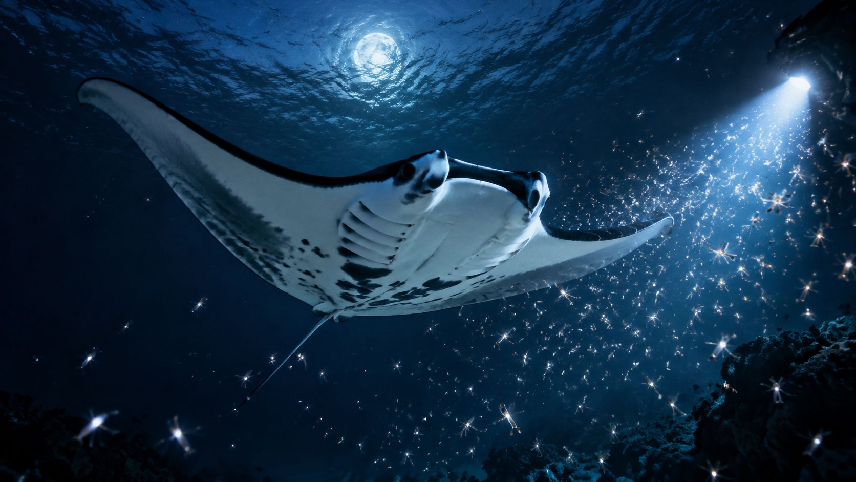 A majestic manta ray swimming gracefully in the deep blue ocean illuminated by a diver's bright beam.
