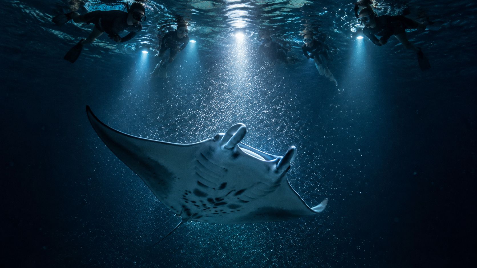 A majestic manta ray swimming underwater below a group of snorkelers illuminated by bright diving lights.